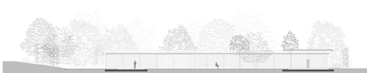 Longitudinal Section